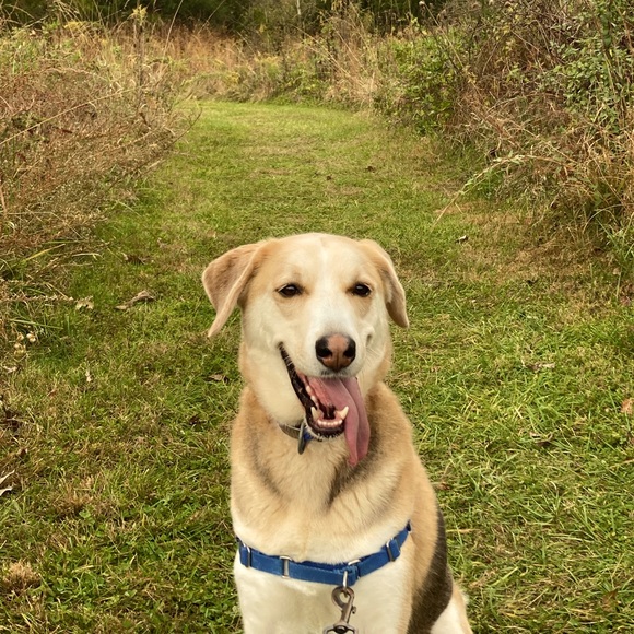 Meet your Posher, Posh - Picture 1 of 1